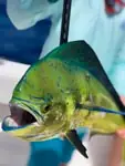 Great time on the CCO Remix Charters!