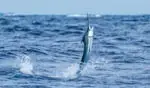Great time on the CCO Remix Charters!